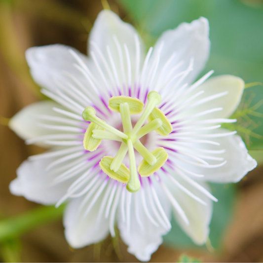 Benefits of Passionflower for Insomnia & Tips for a Great Night's Sleep