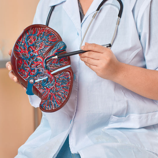 What Is a Liver Detox – And How Does It Actually - Work Photo of Liver