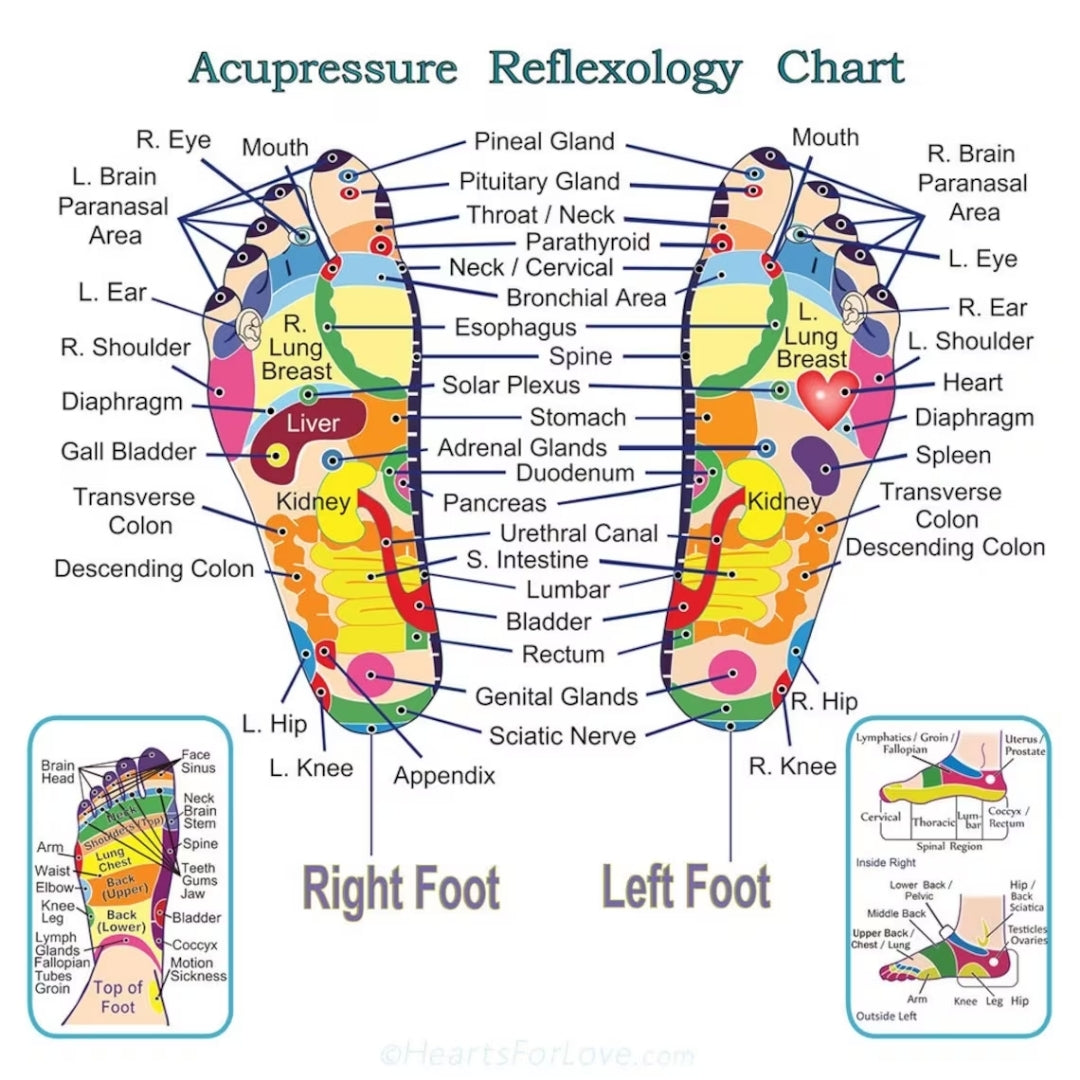 A foot refloxology chart showing feet and locations of organs on the chart corresponding to the points - infographic